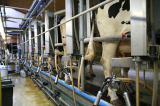 milk quality milk quality